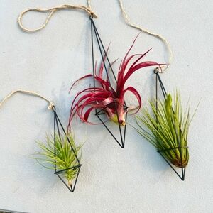 One Ex Large Brass Hanging Air Plant🌾 Holder 10"X 3"